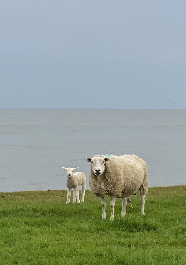 De Vier Winden Villa Hindeloopen Exteriör bild